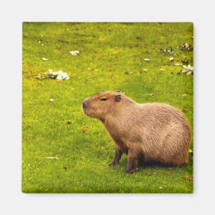Íman Capivara