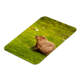 Íman Capivara