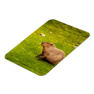 Íman Capivara