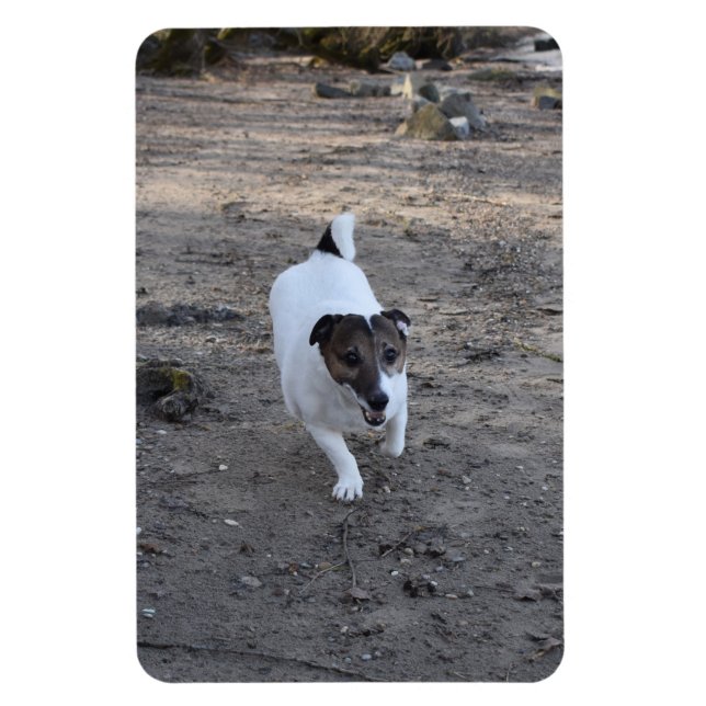 Íman Capo von Oppenheim, Jack Russell Terrier Dog (Vertical)