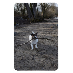 Íman Capo von Oppenheim, Jack Russell Terrier Dog