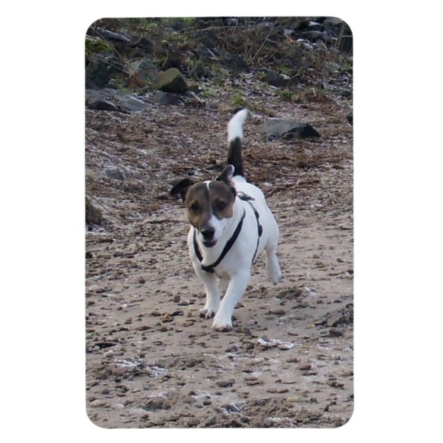 Íman Capo von Oppenheim, Jack Russell Terrier Dog Magne (Vertical)