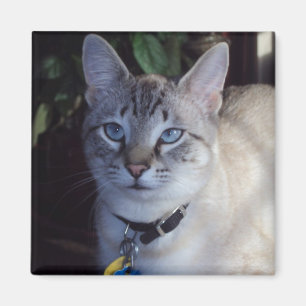 Íman Cappuccino o gato