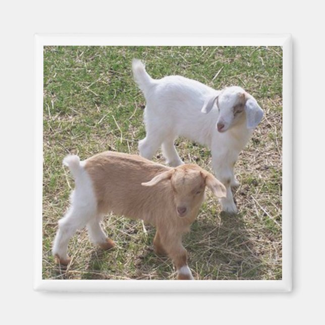 Íman Caprinos da Irmã (Frente)