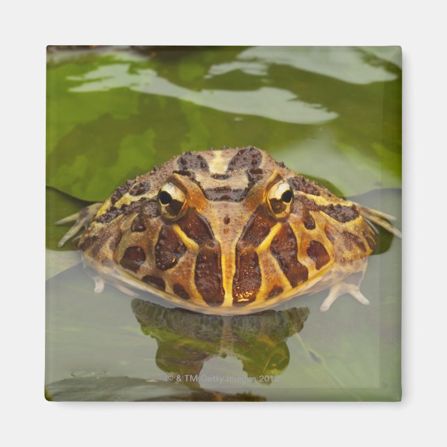 Íman Captive, Nebraska, EUA (Frente)