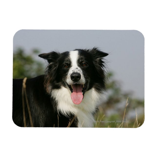 Íman Captura de Borda Collie Panting 1 (Horizontal)
