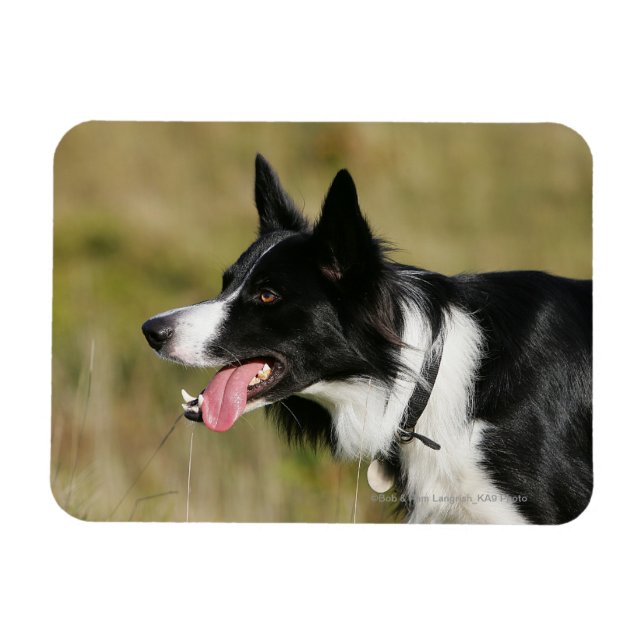 Íman Captura de Borda Collie Panting 2 (Horizontal)