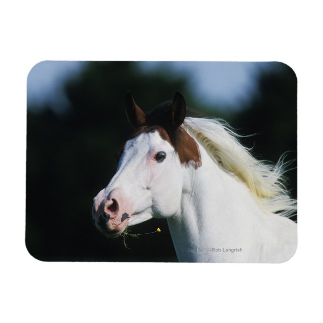 Íman Captura de cabeça de cavalo de pintura 3 (Horizontal)