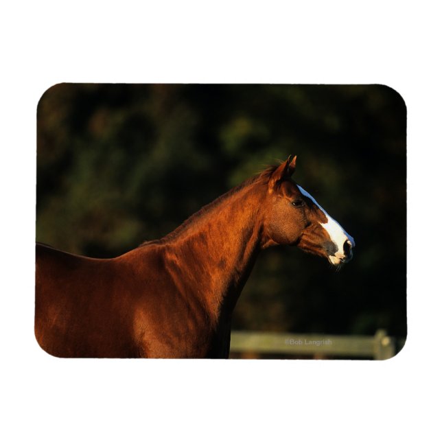 Íman Captura de Cabeça de Cavalo Genealógico (Horizontal)