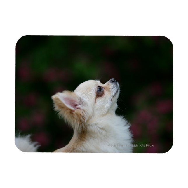 Íman Captura de cabeça de Chihuahua de Long Haired 2 (Horizontal)