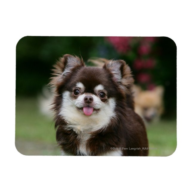 Íman Captura de cabeça de Chihuahua Long Haired 1 (Horizontal)