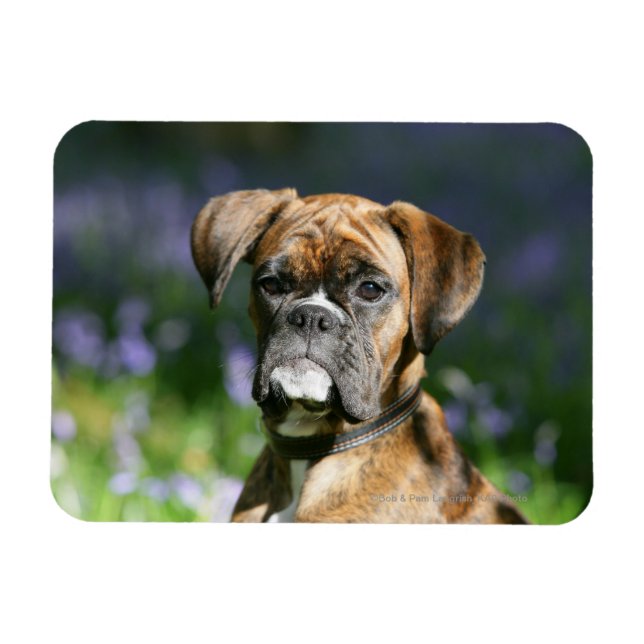 Íman Captura de cabeça do cão Boxer (Horizontal)