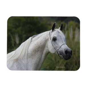 Íman Captura de Cabeça do Cavalo Árabe 1