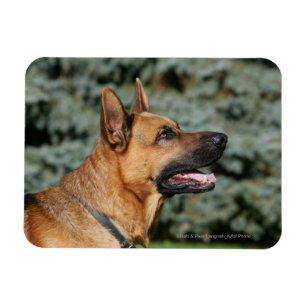 Íman Captura de german shepherd 1