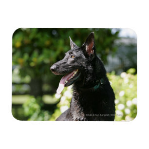 Íman Captura de german shepherd 2