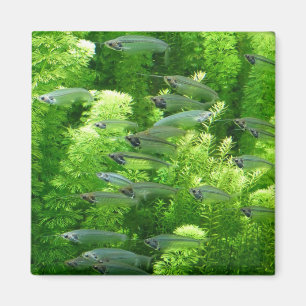 Íman Captura de peixes prateados transparentes