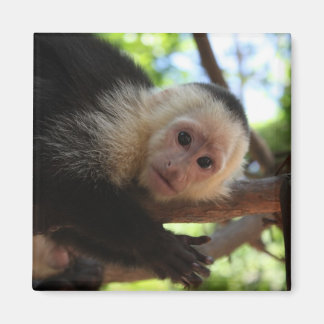 Íman Capuchin Monkey Magnet
