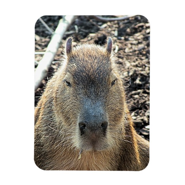ÍMAN  CAPYBARA (Vertical)