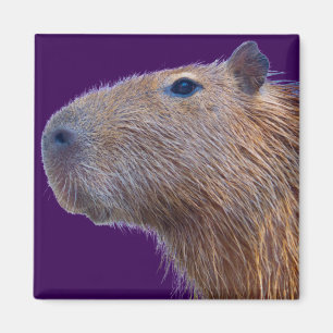 Íman Capybara