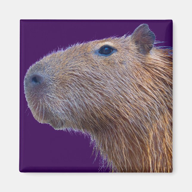 Íman Capybara (Frente)