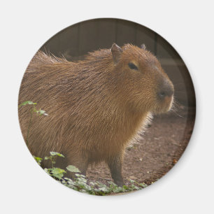Íman Capybara