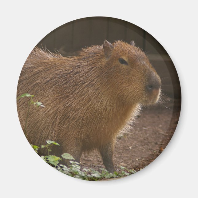 Íman Capybara (Frente)
