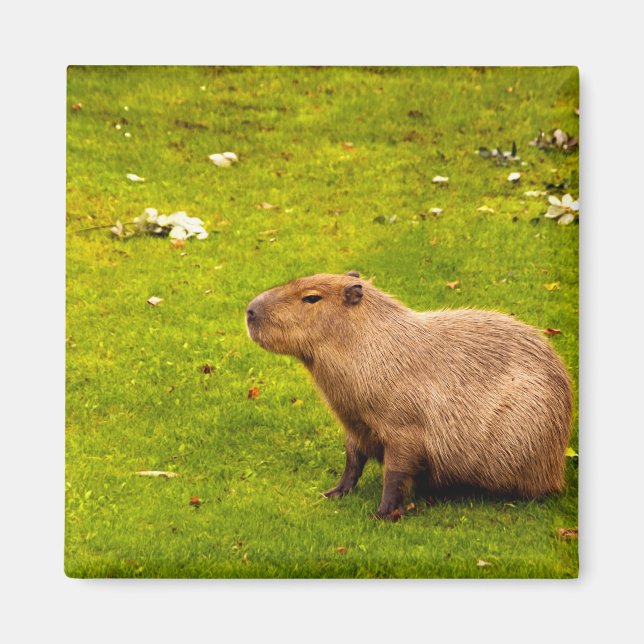 Íman Capybara (Frente)
