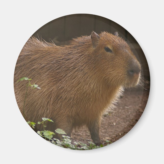Íman Capybara (Frente)