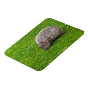 Íman Capybara Animal Incrível