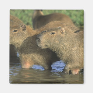 Íman Capybara, Hidrochaeris (Hidrochaeris), do mundo