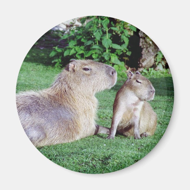 Íman Capybara Mãe e Son Magnet (Frente)