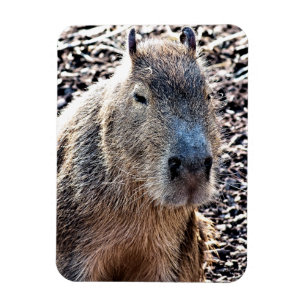 ÍMAN  CAPYBARA SELVAGEM ANIMAL