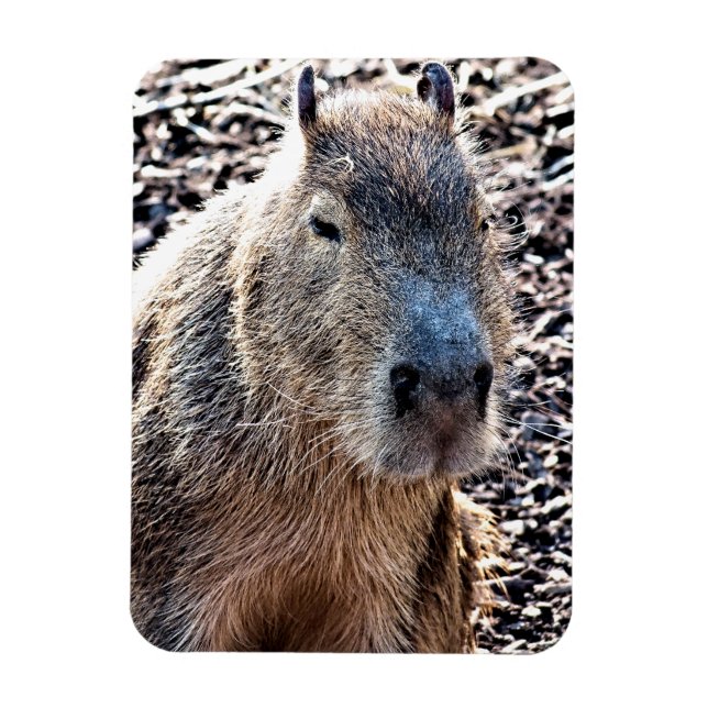 ÍMAN  CAPYBARA SELVAGEM ANIMAL (Vertical)