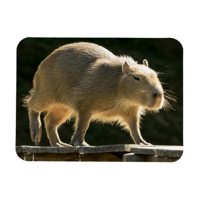 Íman Capybara Small Magnet (Horizontal)