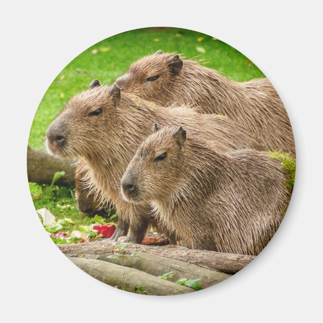 Íman Capybara Trio (Frente)
