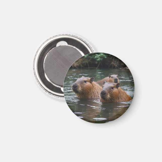 Íman Capybaras' Swimming In The River,  (Front/Back)