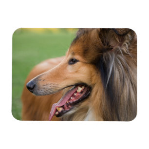 Íman Cara áspera do Collie