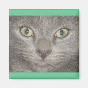 Íman Cara cinzenta do gatinho de Kohl