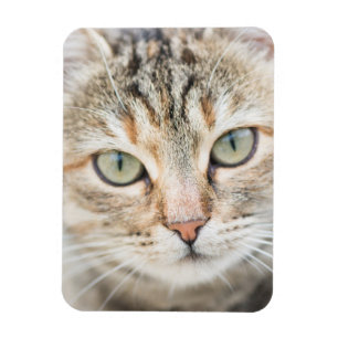 Íman Cara de gato