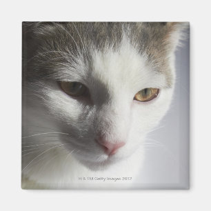 Íman Cara de um gato