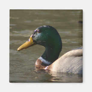 Íman Cara do pato selvagem