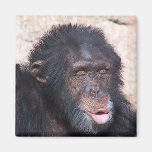 Íman cara engraçada do ooo do ooo do ooo