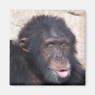 Íman cara engraçado