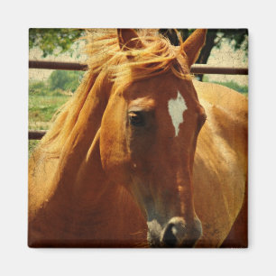 Íman Cara escocêsa