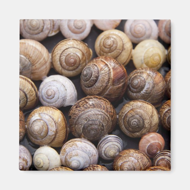 Íman Caracóis (Frente)