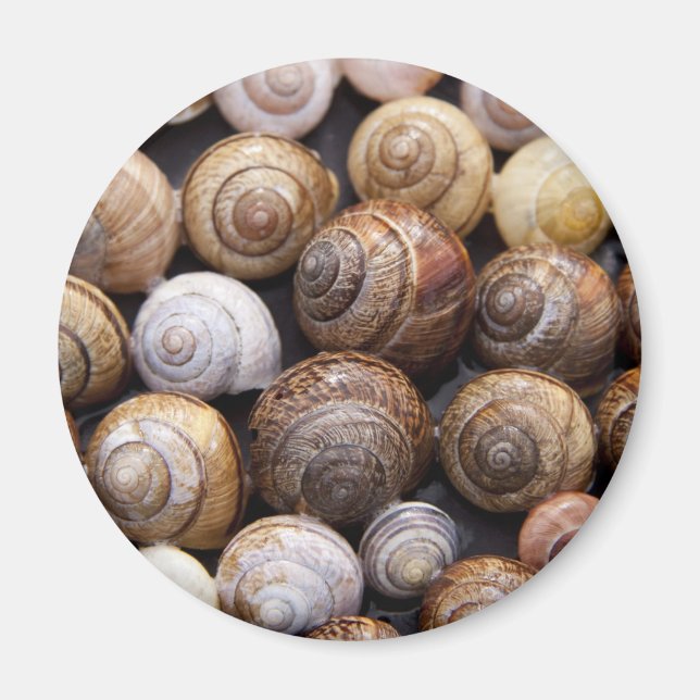 Íman Caracóis (Frente)