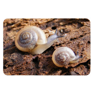 Íman Caracóis de bebê