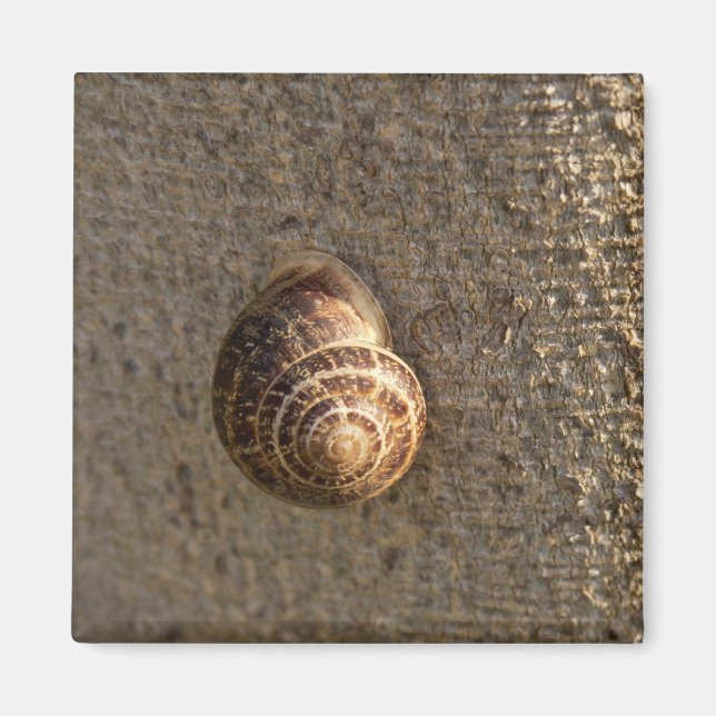 Íman Caracol (Frente)