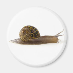 Íman caracol