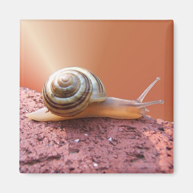 Íman Caracol ~ imnet (Frente)